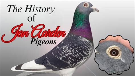 Jan Aarden pigeons .